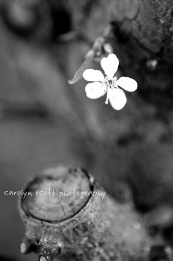 black and white nature photography. Tags: 365 photography blog,