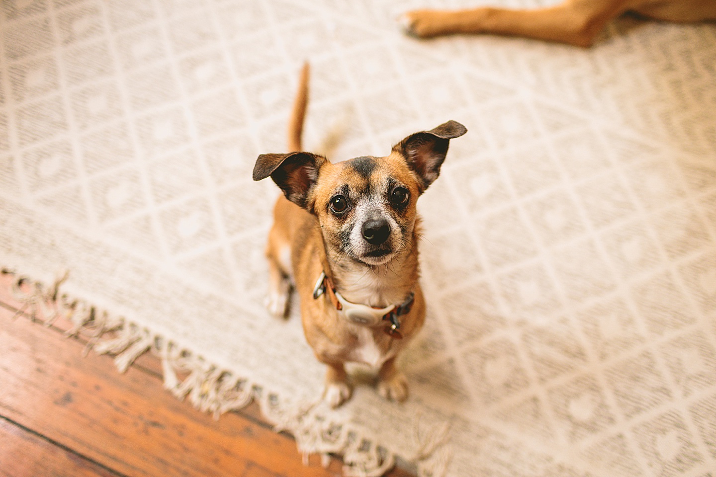 Branding Photographer - Big Dog Little Bed