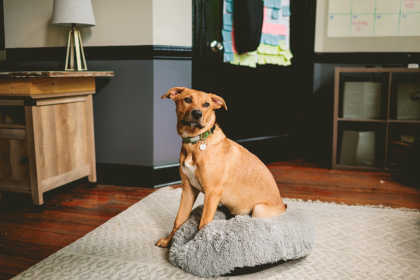 Branding Photographer - Big Dog Little Bed