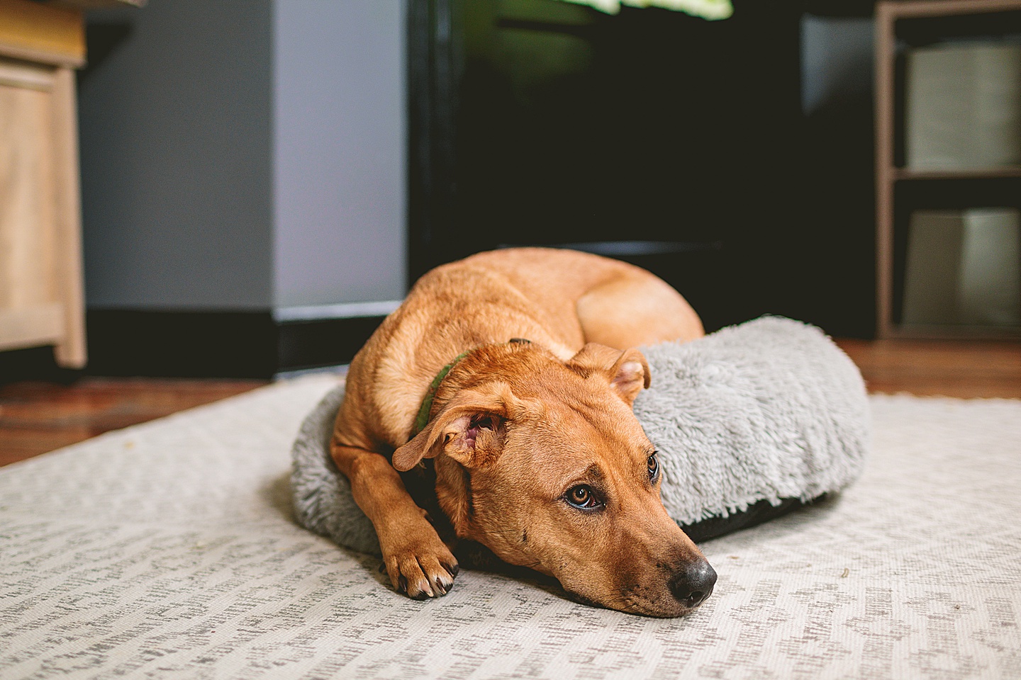 Branding Photographer - Big Dog Little Bed