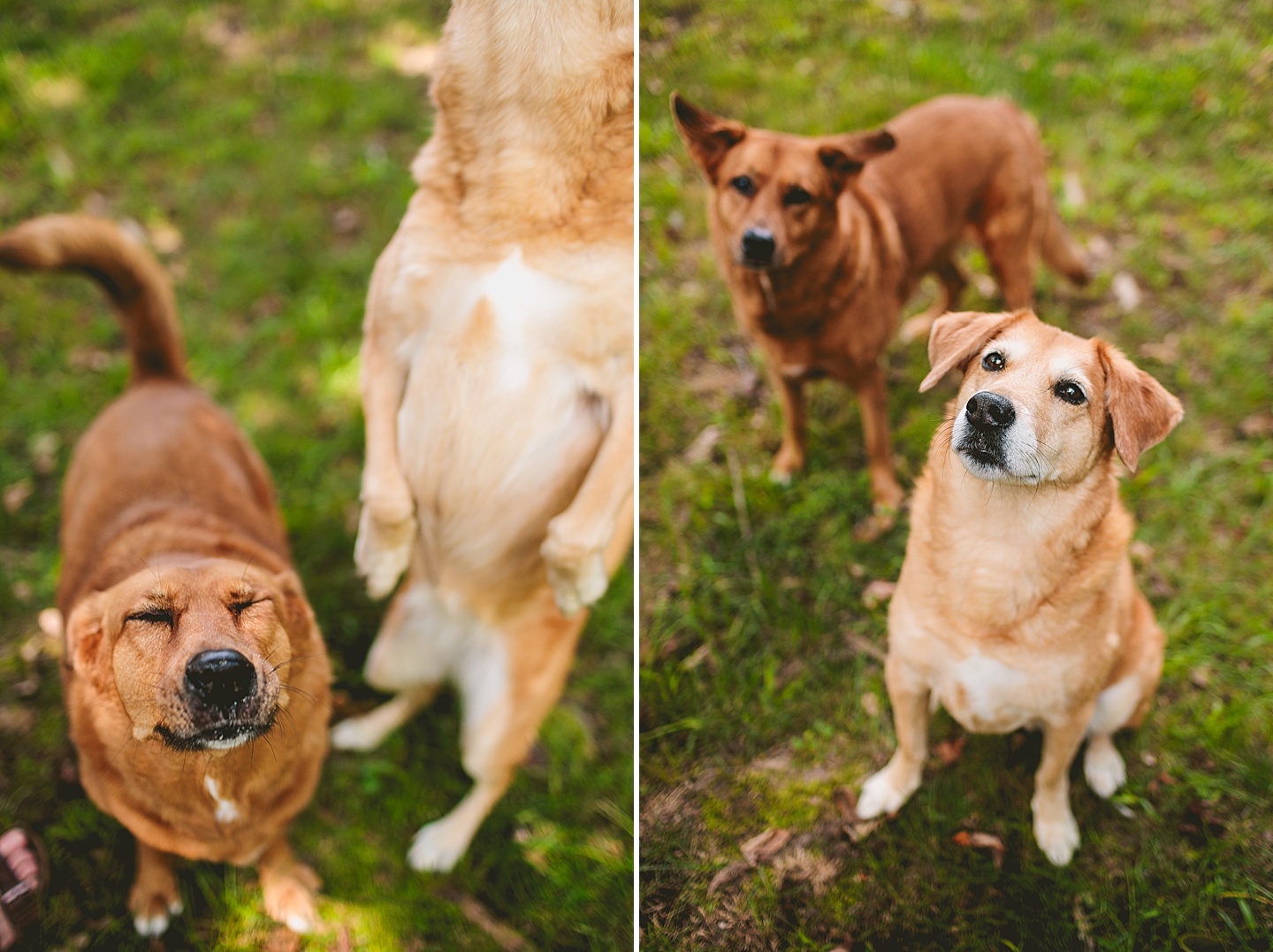 Family Photographer - Kelsie + Neal // Durham Family Photographer