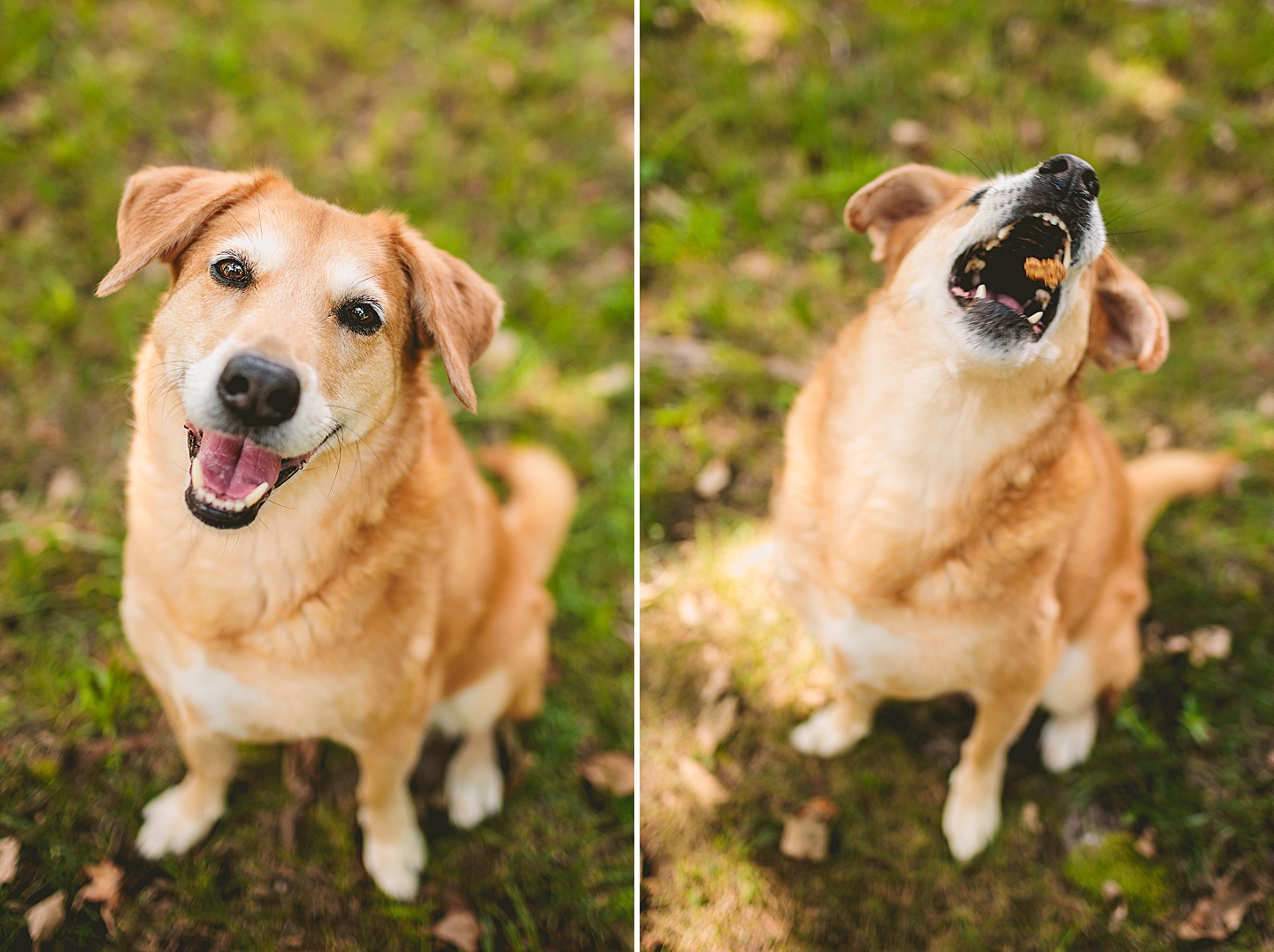 Family Photographer - Kelsie + Neal // Durham Family Photographer