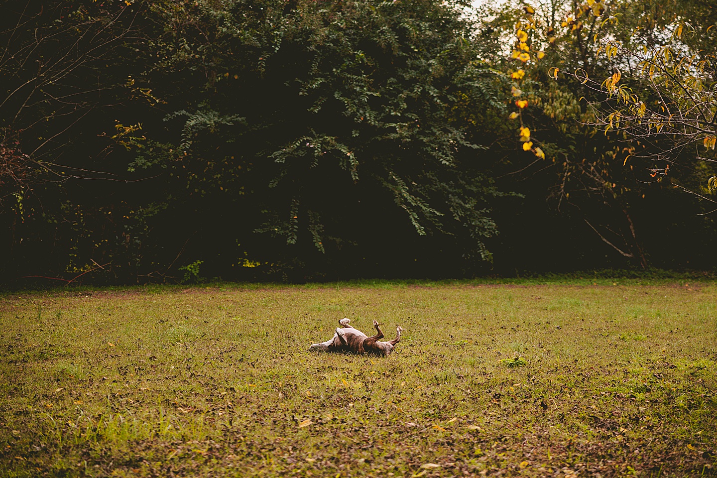 Family Photographer - Ashley + Jon // Pittsboro Family Photographer