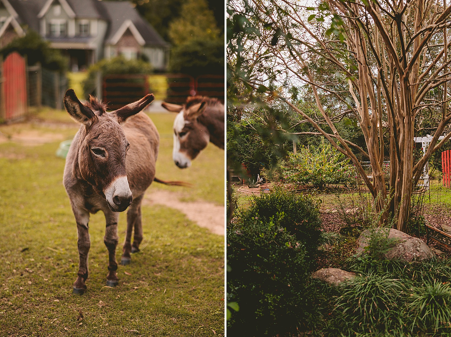 Family Photographer - Ashley + Jon // Pittsboro Family Photographer