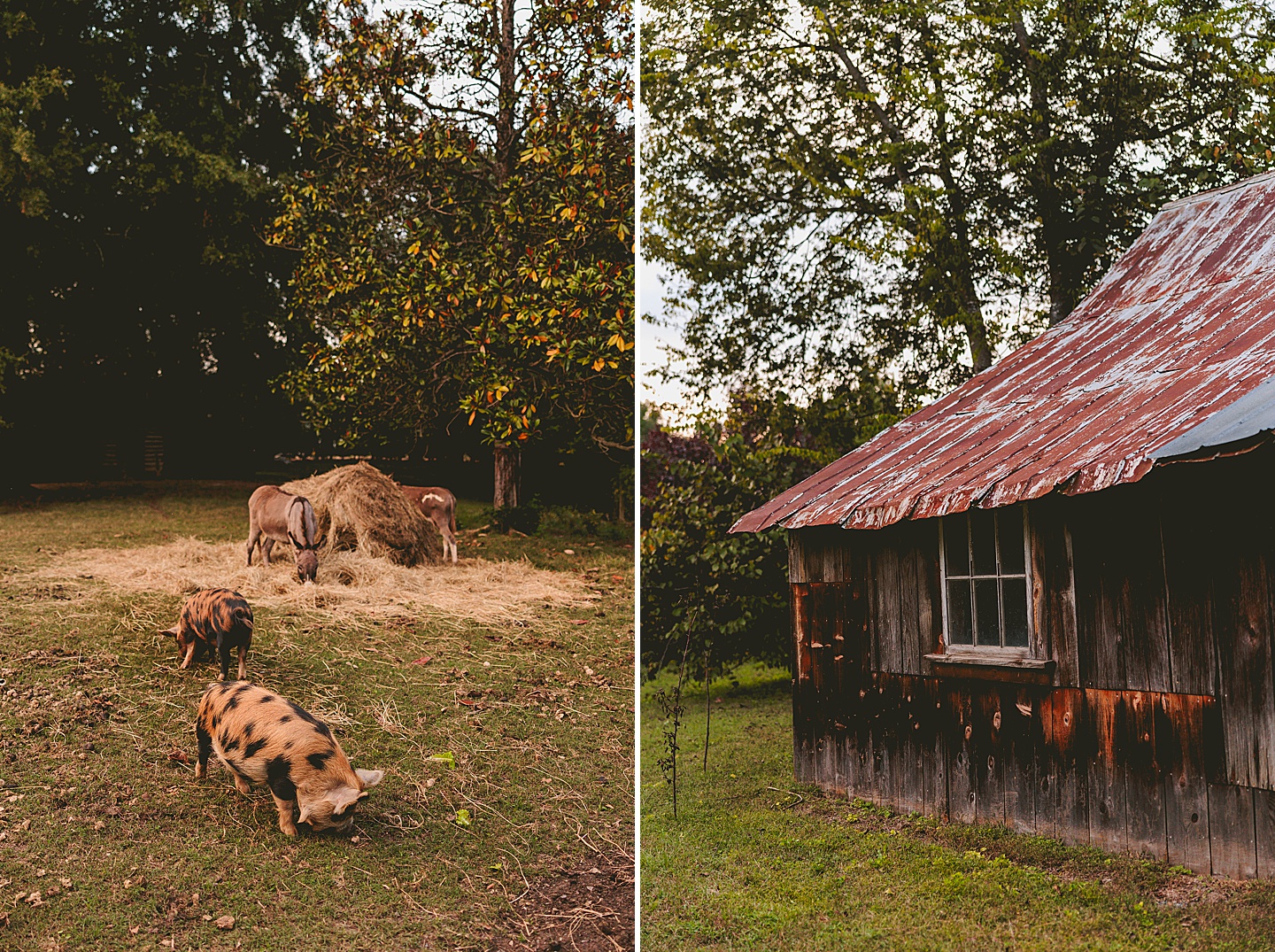 Family Photographer - Ashley + Jon // Pittsboro Family Photographer