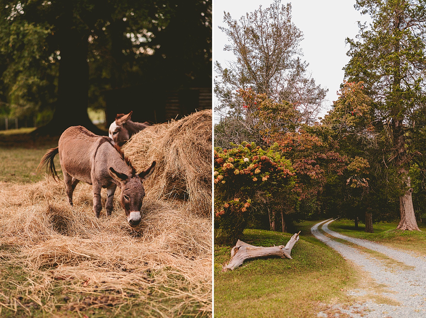 Family Photographer - Ashley + Jon // Pittsboro Family Photographer