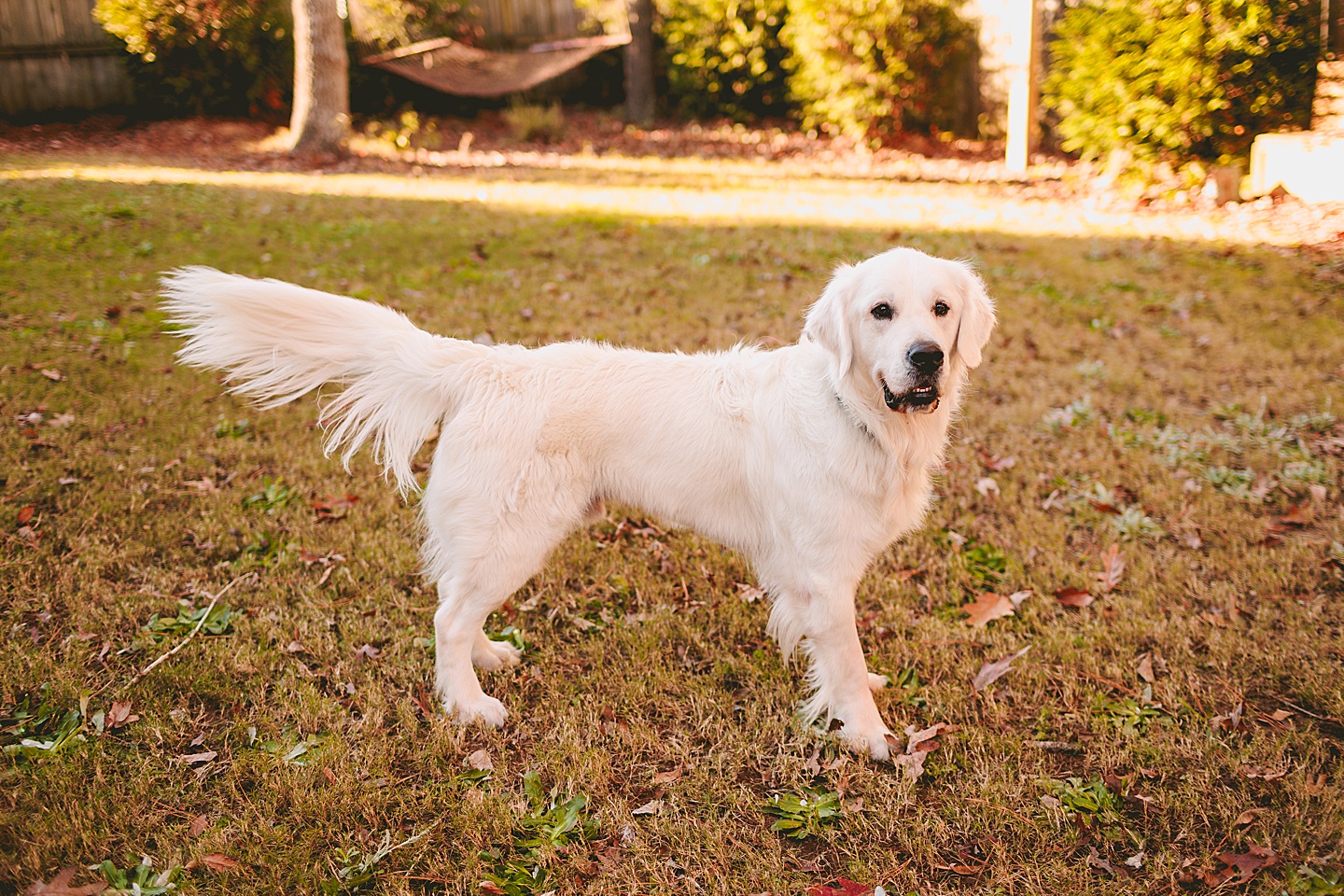 Family Photographer - Robert + Julie // Holly Springs Photographer