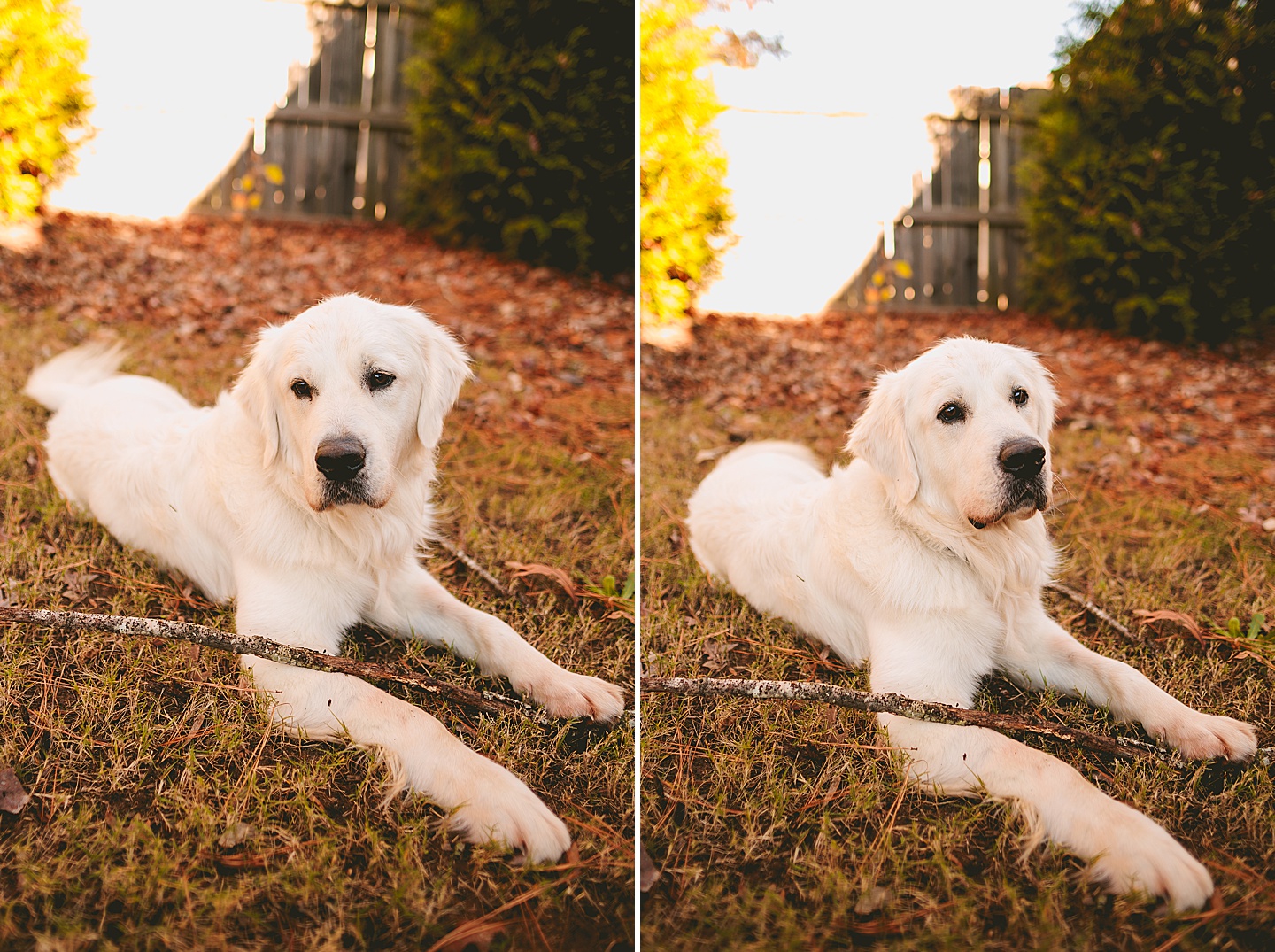 Family Photographer - Robert + Julie // Holly Springs Photographer