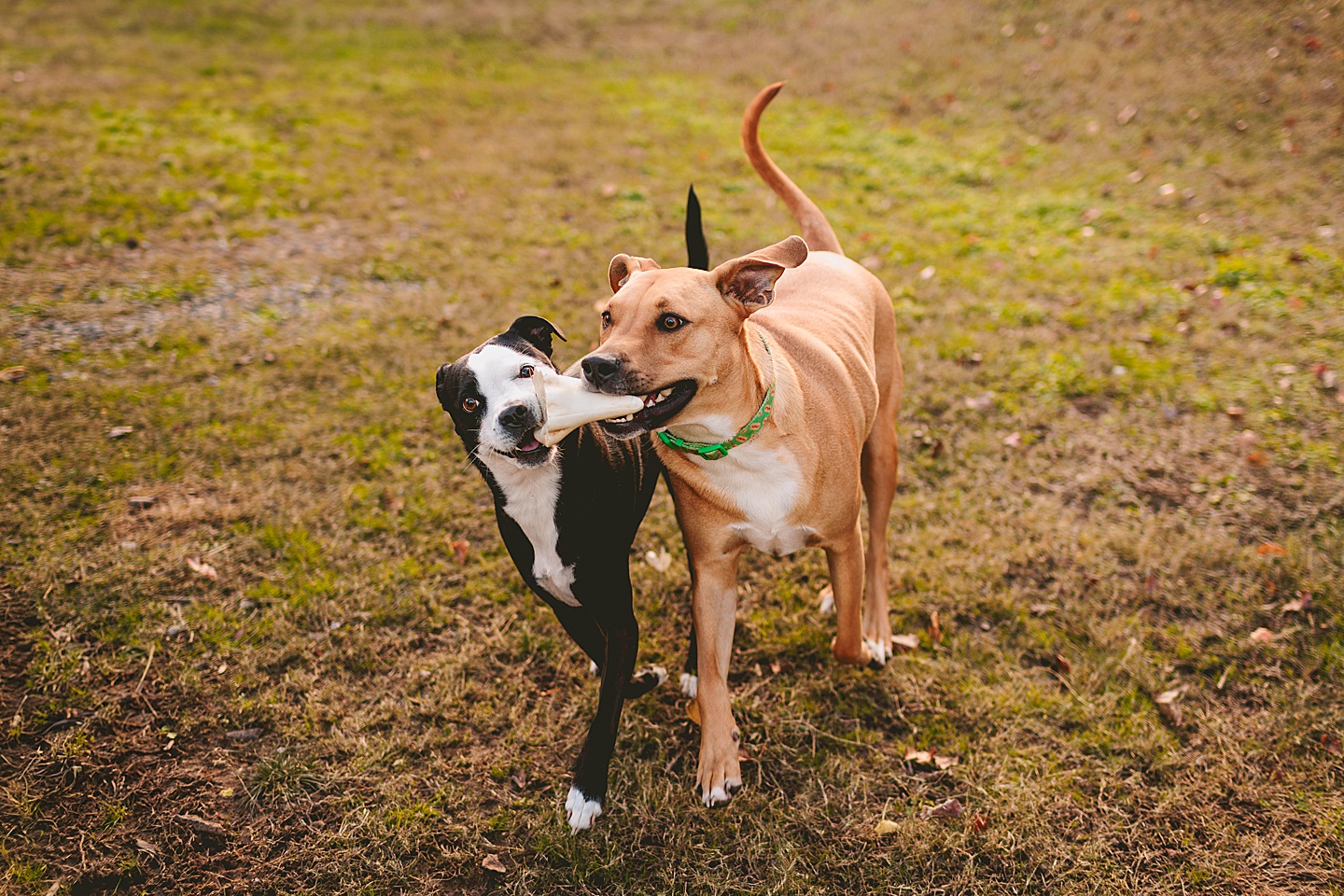 Couples - Casey + Cole // Durham Couple Portraits