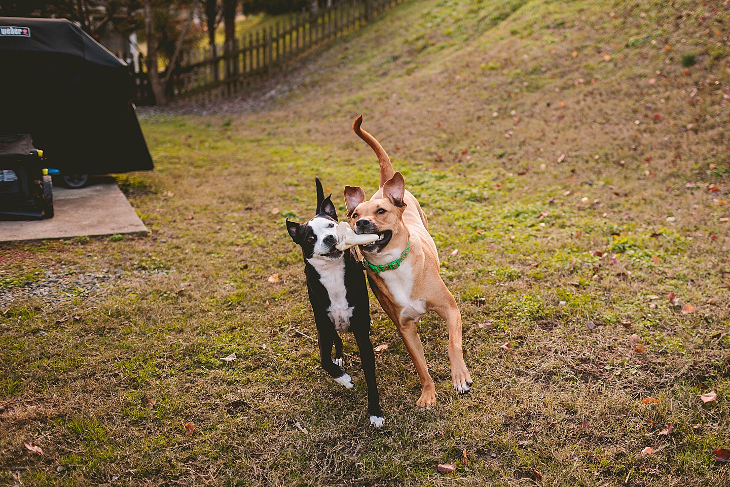 Couples - Casey + Cole // Durham Couple Portraits